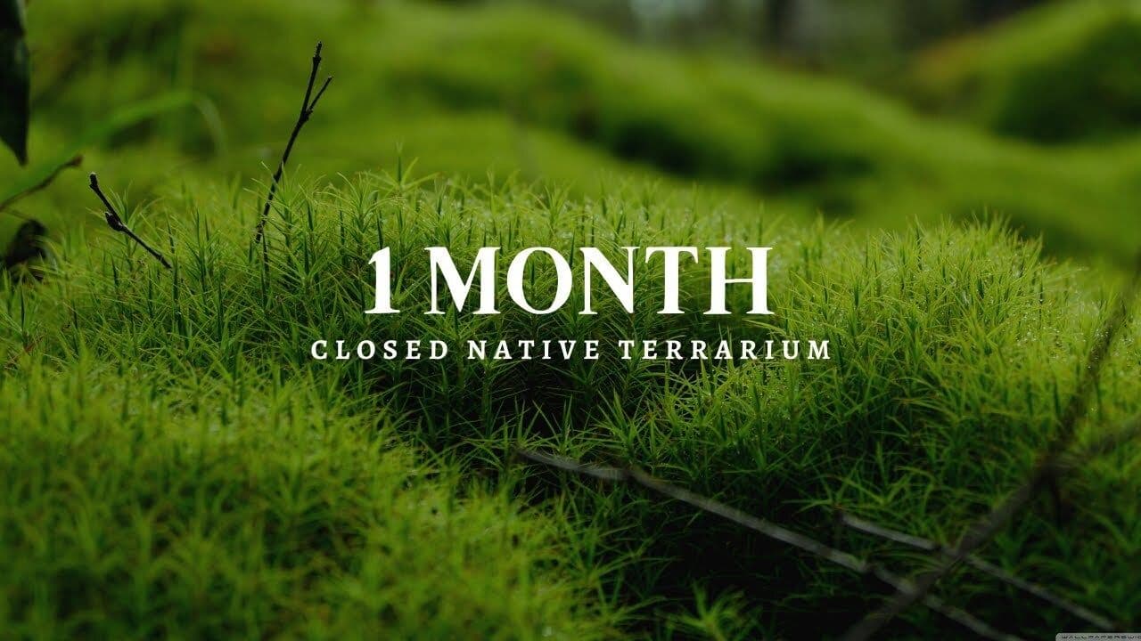 A Terrarium Ecosystem After 1 Month