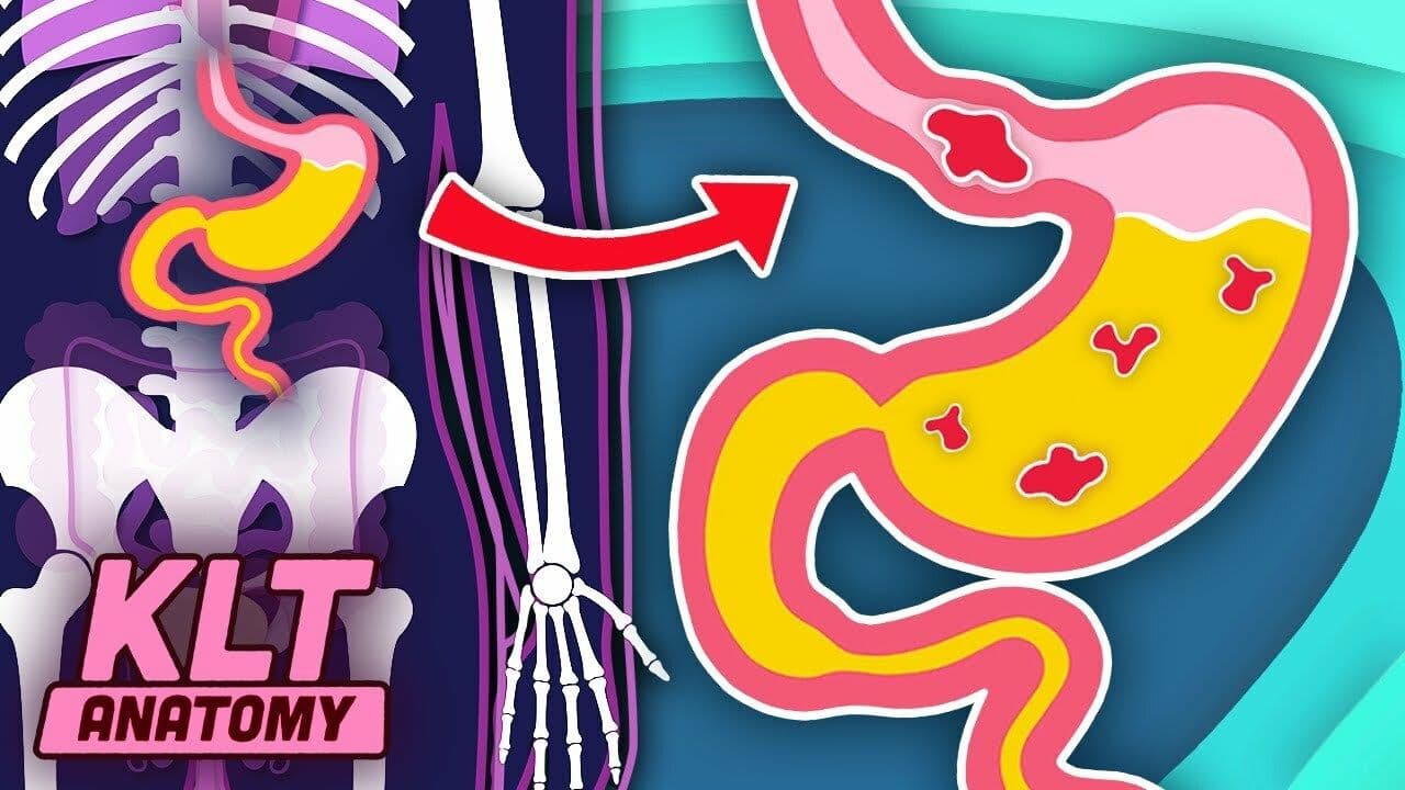 YOUR Stomach Digests The Food You Eat! | The Stomach Song | KLT Anatomy