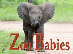 Zoo Babies