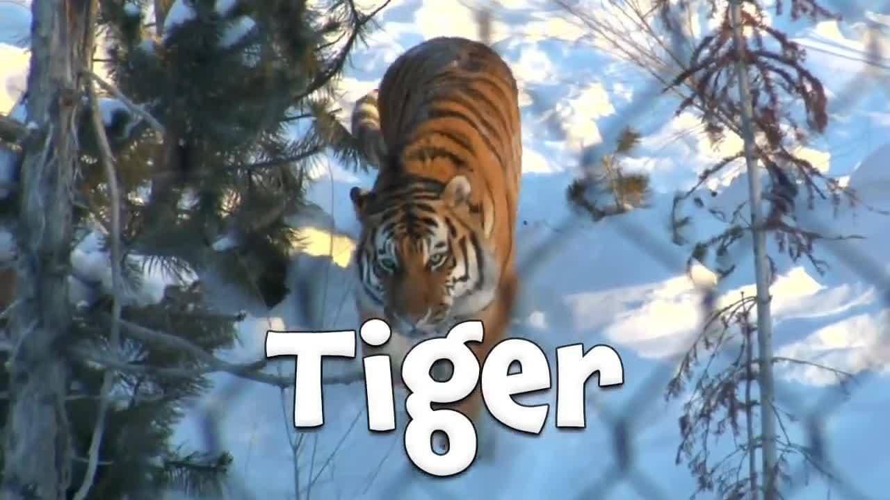 Mammals - Learn about mammals for kids