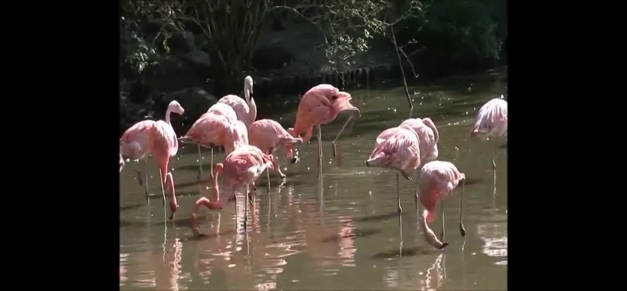 More Fun Animal Facts for Children