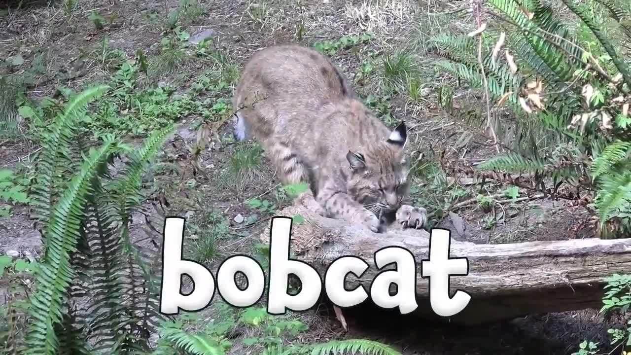 North American Animals - Learn the Animals