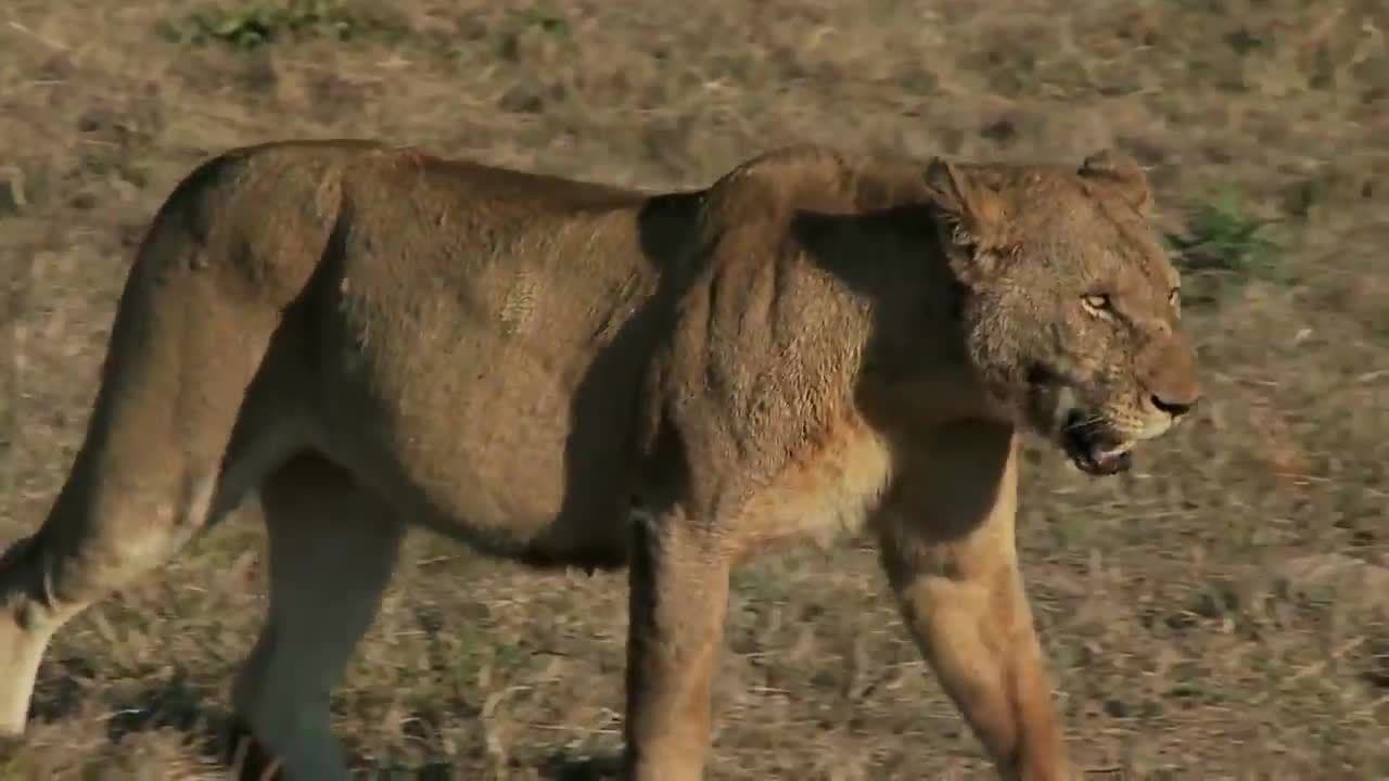 Lions! Learn about Lions