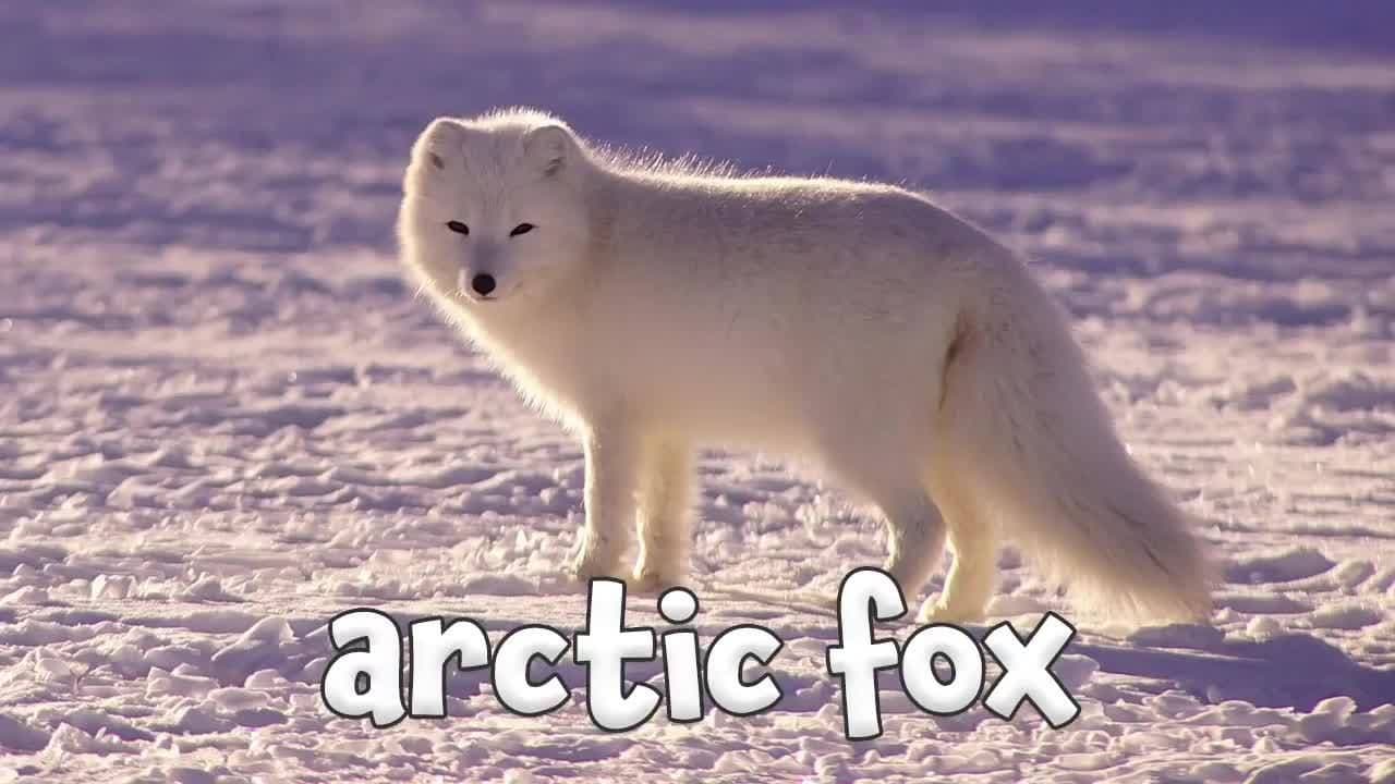 Winter Animals - Learning Winter Animals for Children