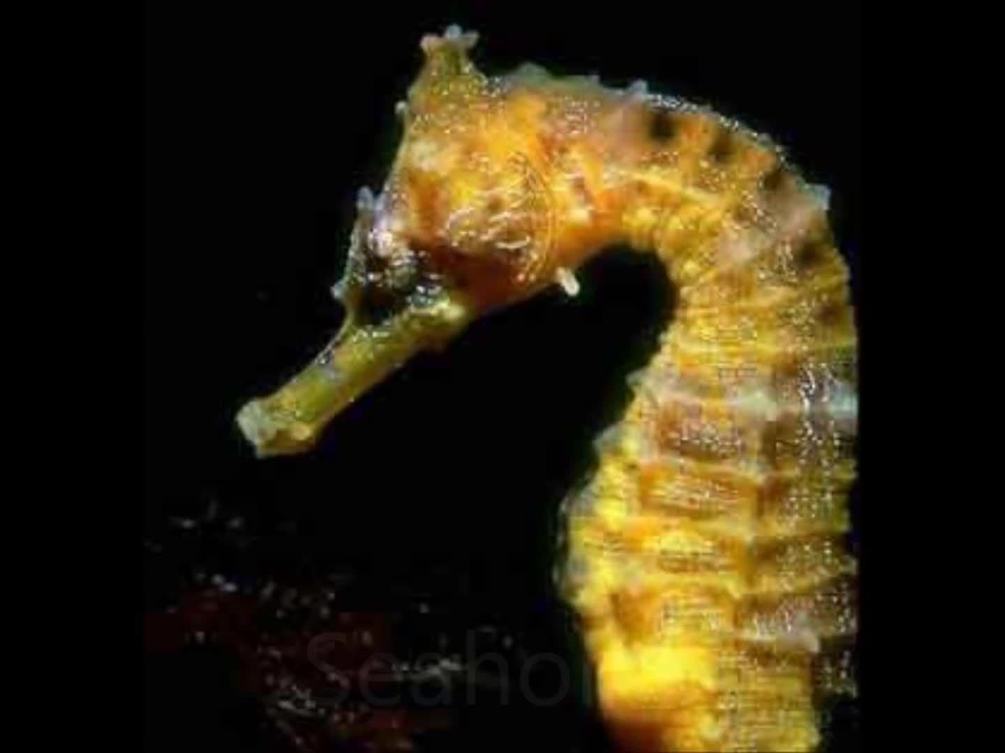 Water Animals for Children | Kids Learning Videos