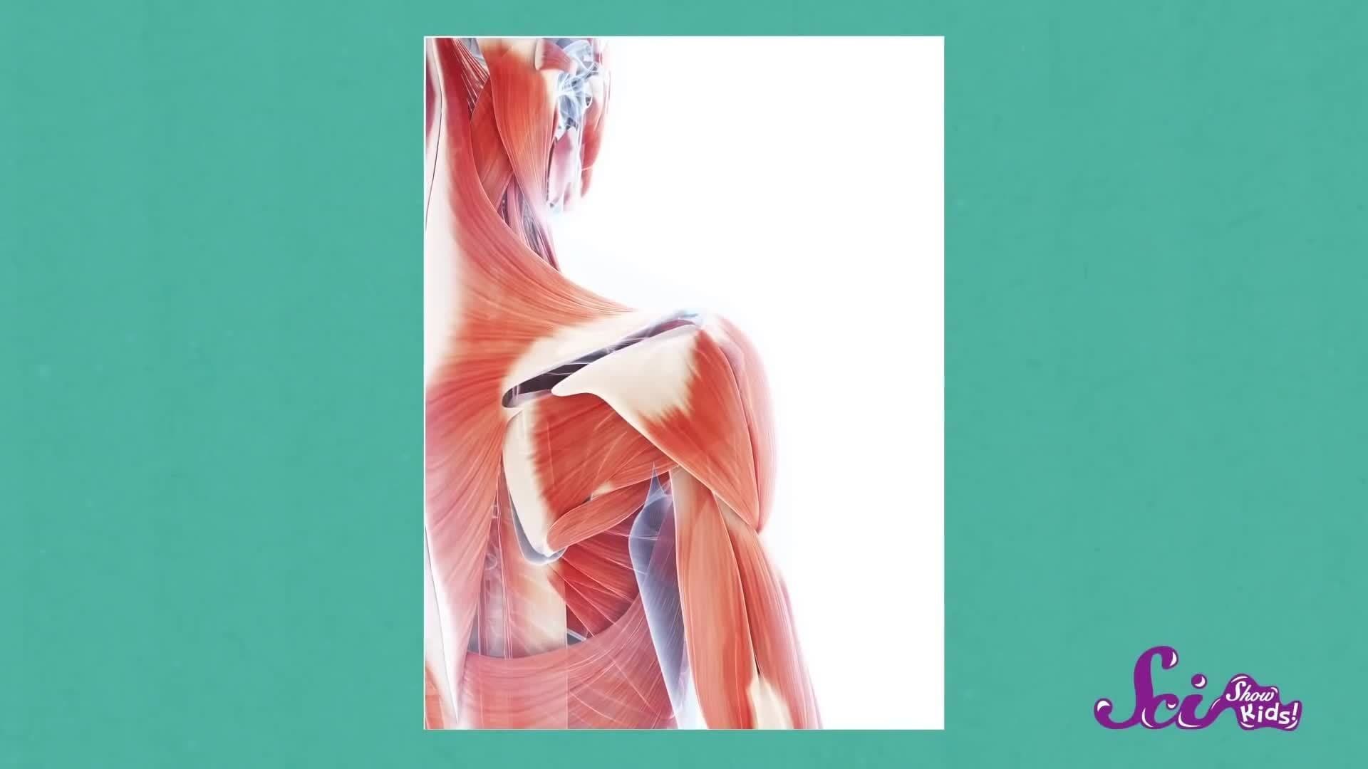 How Do Our Bodies Move?