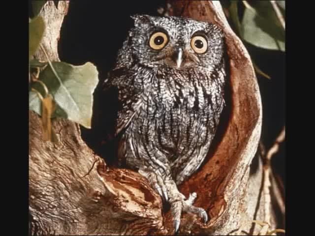 Forest Animal Sounds for Kids | Kids Learning Videos