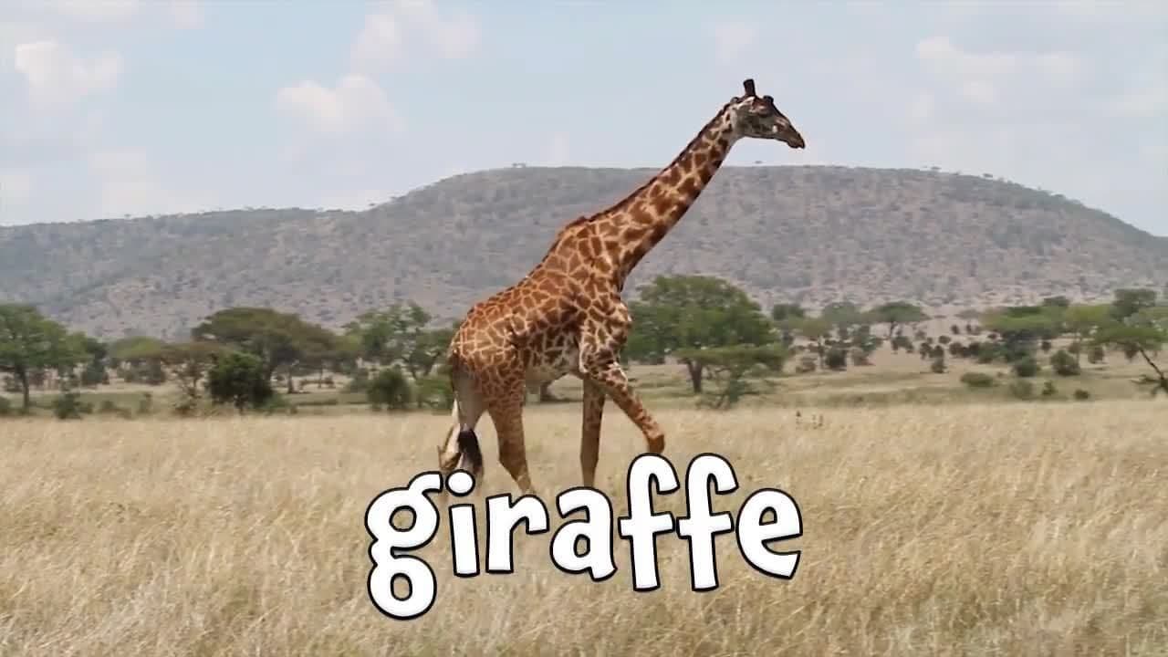 Herbivores! Learning Herbivore Animal Names for Kids