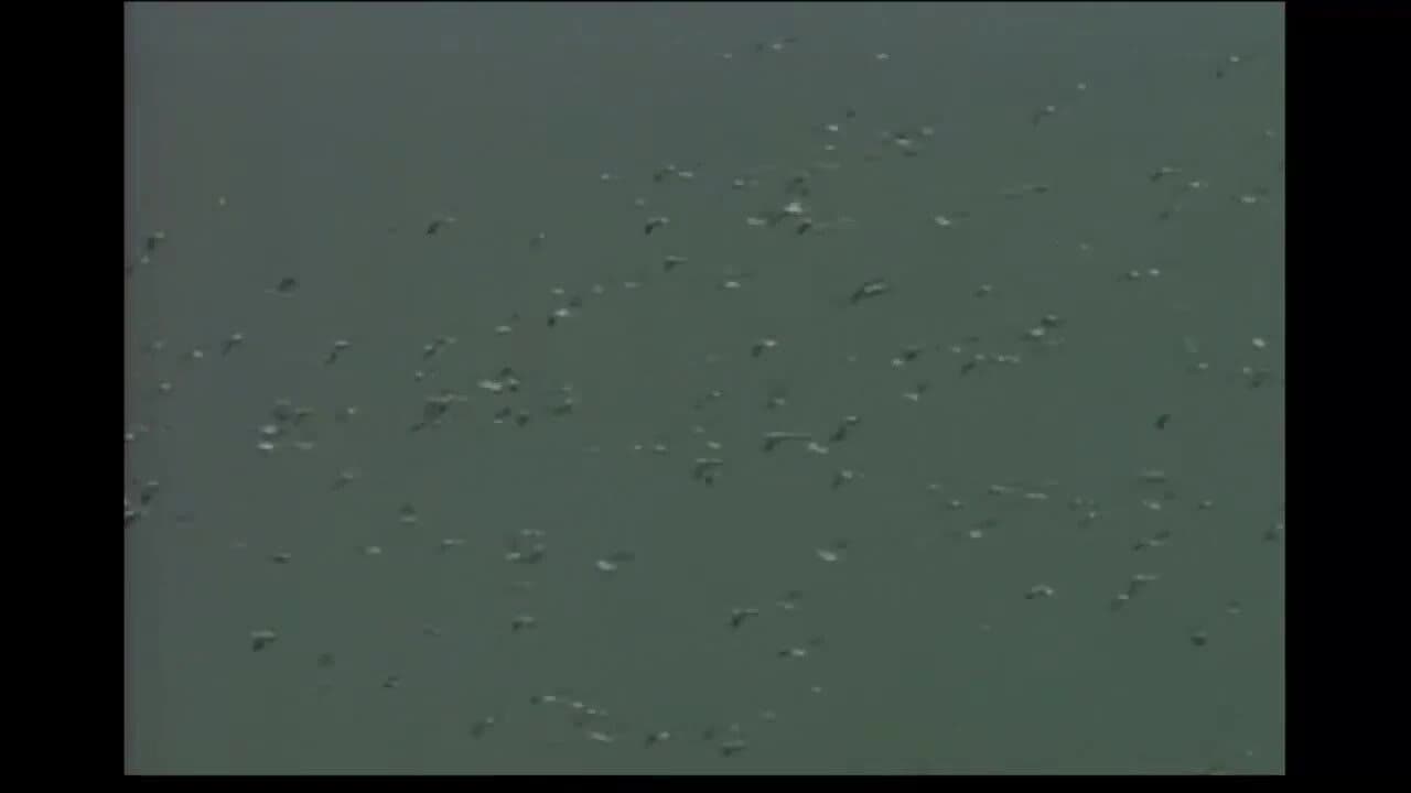 Adaptation and diversity of living organisms