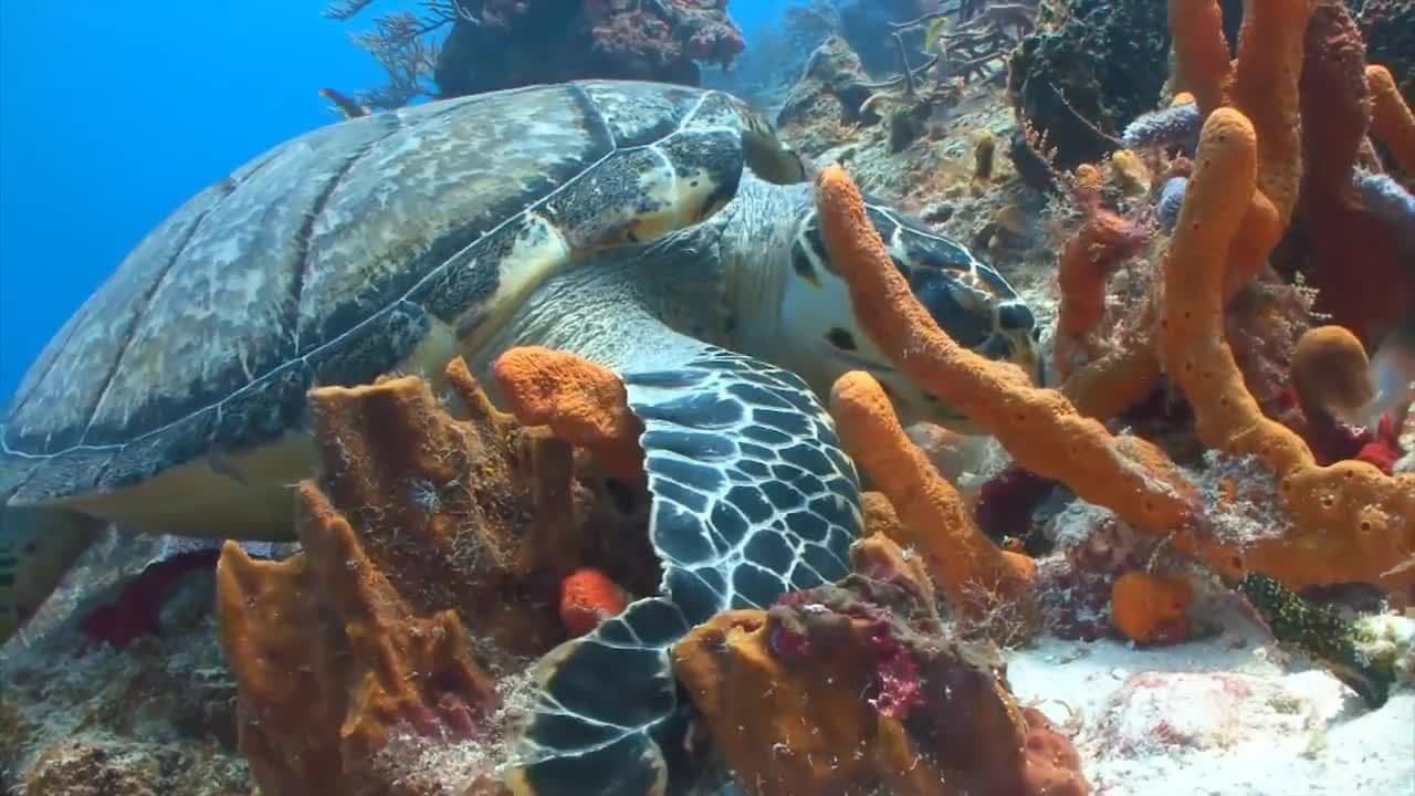 Turtles! Turtle Facts for Kids