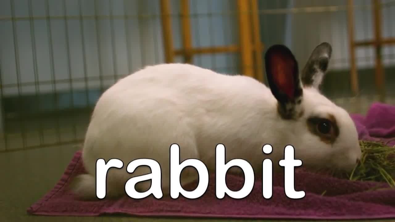 Farm Animal Facts for Kids